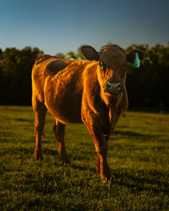 Cow Image