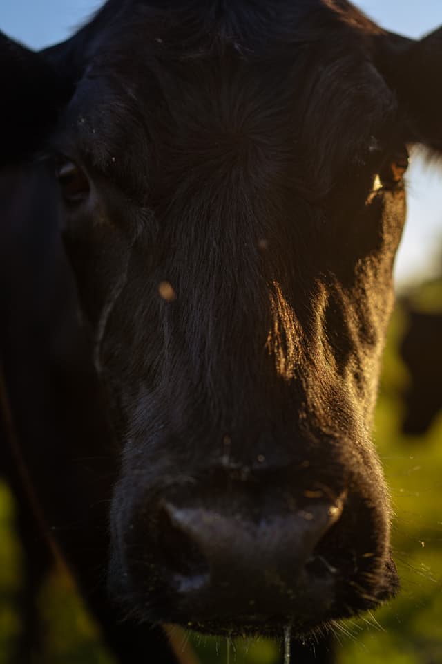 Cow Image